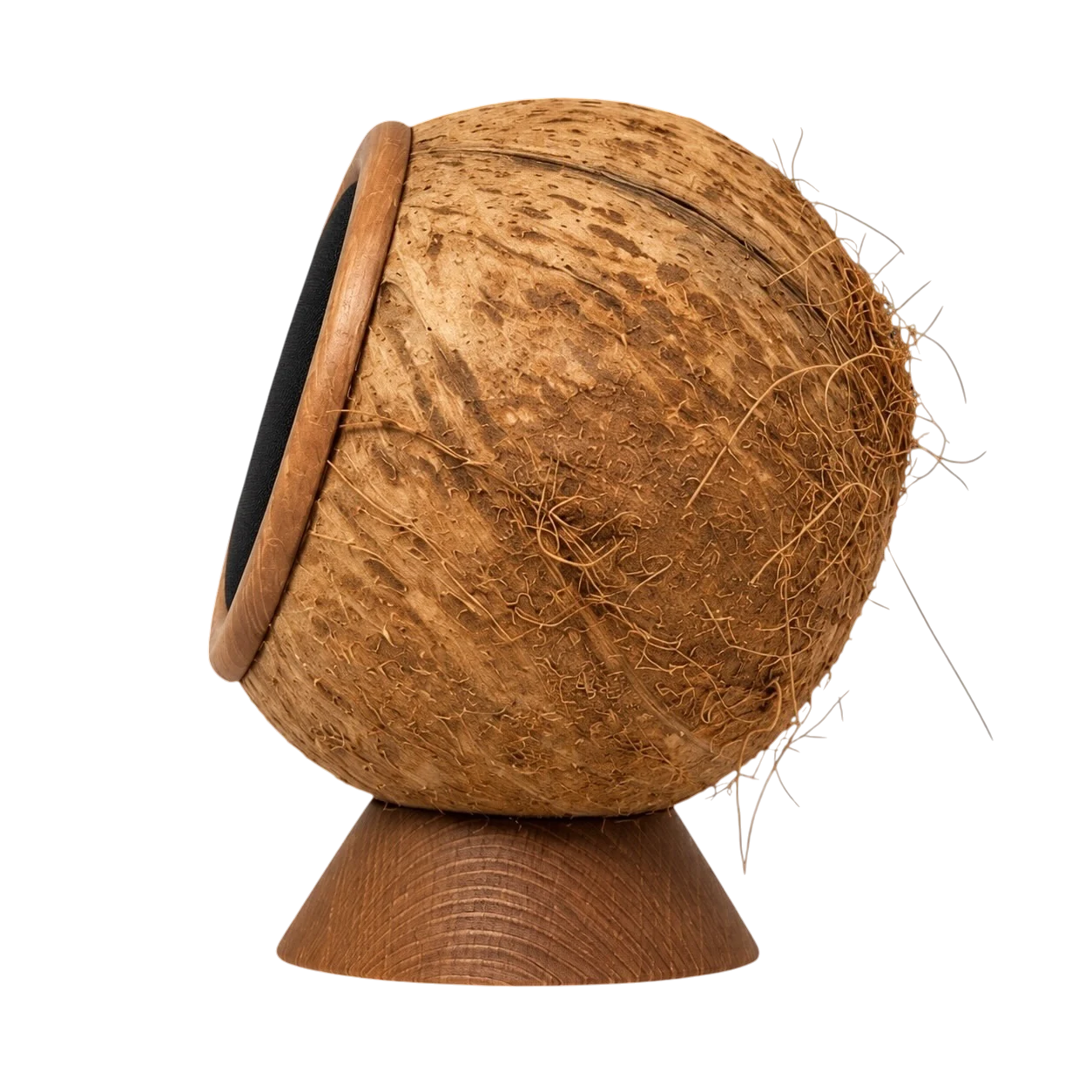 Side view showing the natural curve of the coconut shell